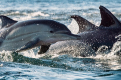 dolphins