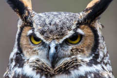 owl