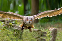 BANNER-Owl-1300-x-700-pixels