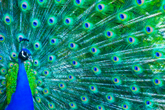 BANNER-Peacock-1300-x-700-pixels